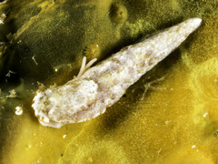 Dermatobranchus rodmani