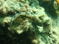 Lepidoblennius marmoratus