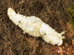 Dermatobranchus semilunus