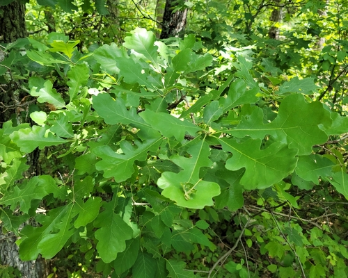 bur oak