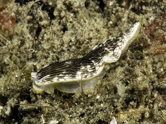 Dermatobranchus striatus