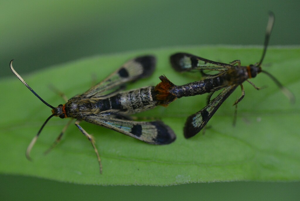 Carmenta corni