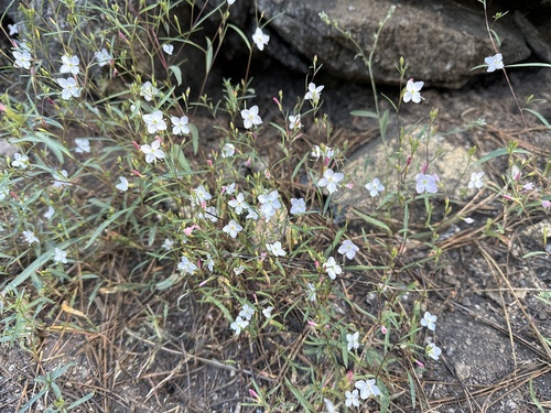 Coville's Groundsmoke (Gayophytum eriospermum)