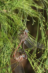 Spinaeschna tripunctata