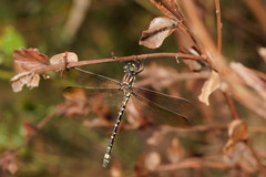 Eusynthemis virgula