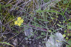 Lomatium caruifolium caruifolium