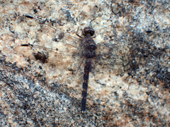 Bradinopyga geminata