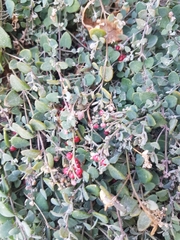 Chenopodium triandrum