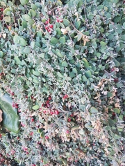 Chenopodium triandrum