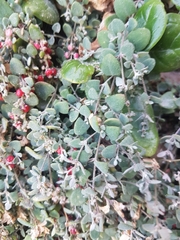 Chenopodium triandrum