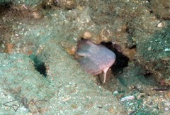 Brachaelurus waddi
