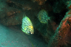 Cleidopus gloriamaris