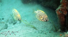 Cleidopus gloriamaris