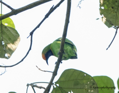 Chloropsis aurifrons