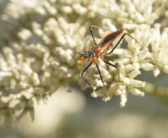 Gminatus australis