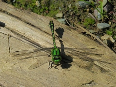 Ophiogomphus obscurus