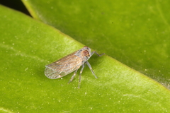 Zeoliarus oppositus
