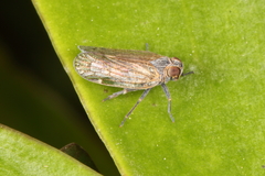 Zeoliarus oppositus