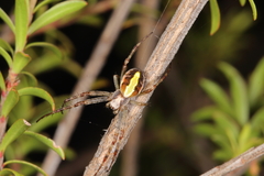 Novaranea queribunda
