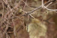 Eusynthemis virgula