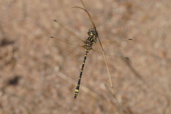 Eusynthemis virgula