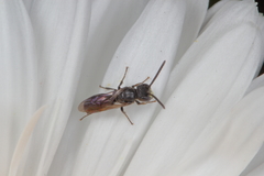 Hylaeus capitosus