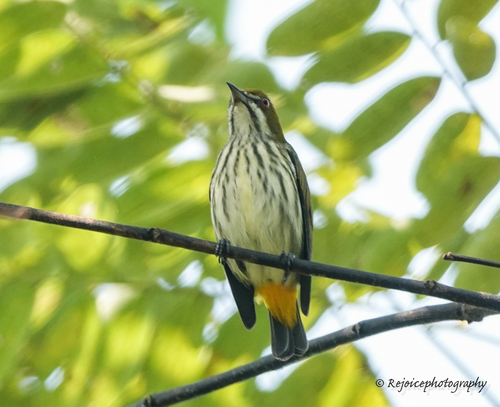Yellow-vented Flowerpecker (Pachyglossa chrysorrhea), photo 4