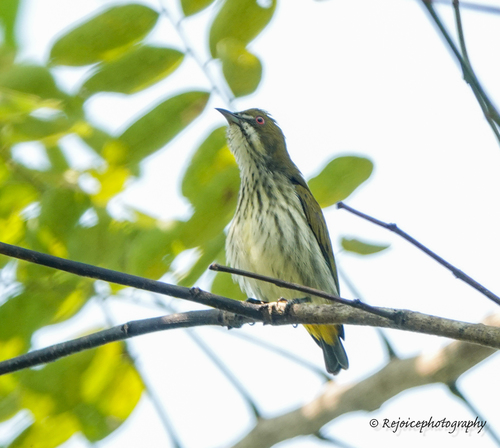 Yellow-vented Flowerpecker (Pachyglossa chrysorrhea), photo 9