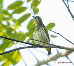 Dicaeum chrysorrheum