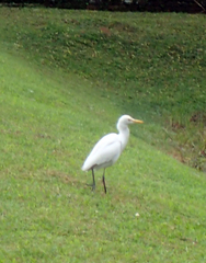Bubulcus ibis