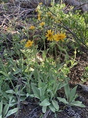 Arnica parryi