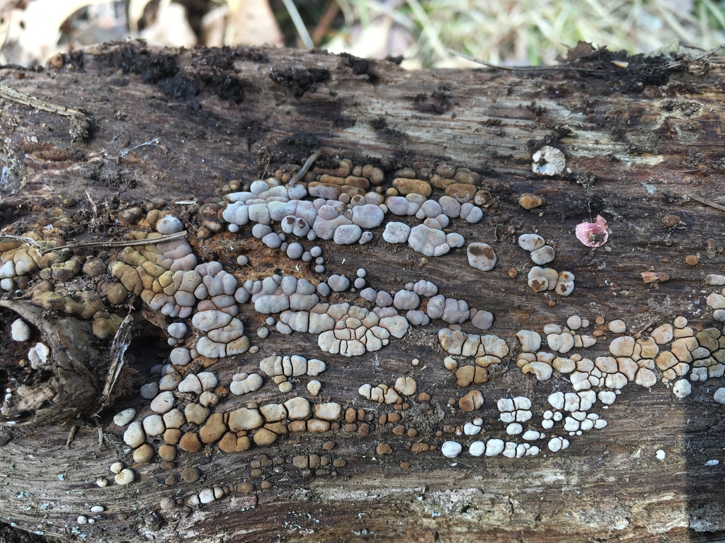 Xylobolus sp. 'frustulatus-MA01'