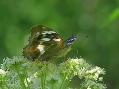 Argynnis sagana