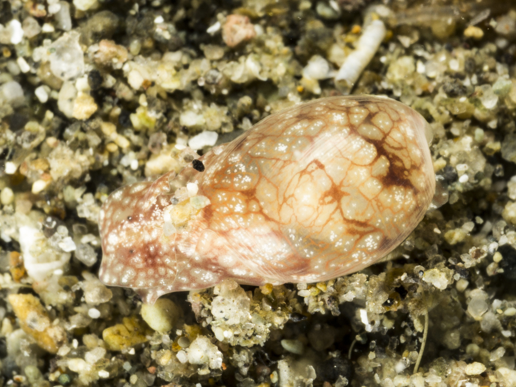 Diniatys dubius