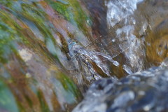 Notoaeschna sagittata