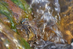 Notoaeschna sagittata