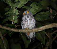 Ninox scutulata