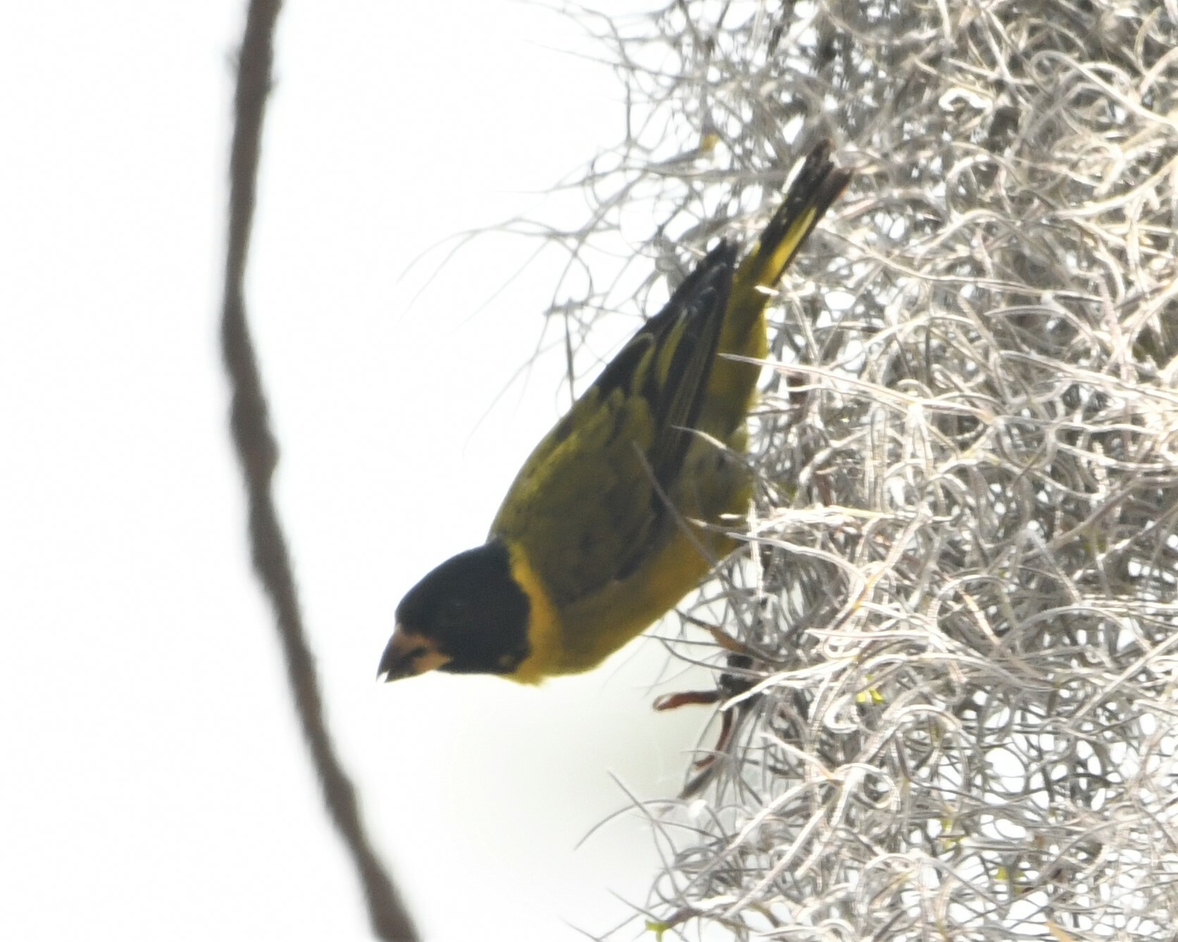 Antillean Siskin (Spinus dominicensis), photo 9