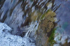 Notoaeschna sagittata