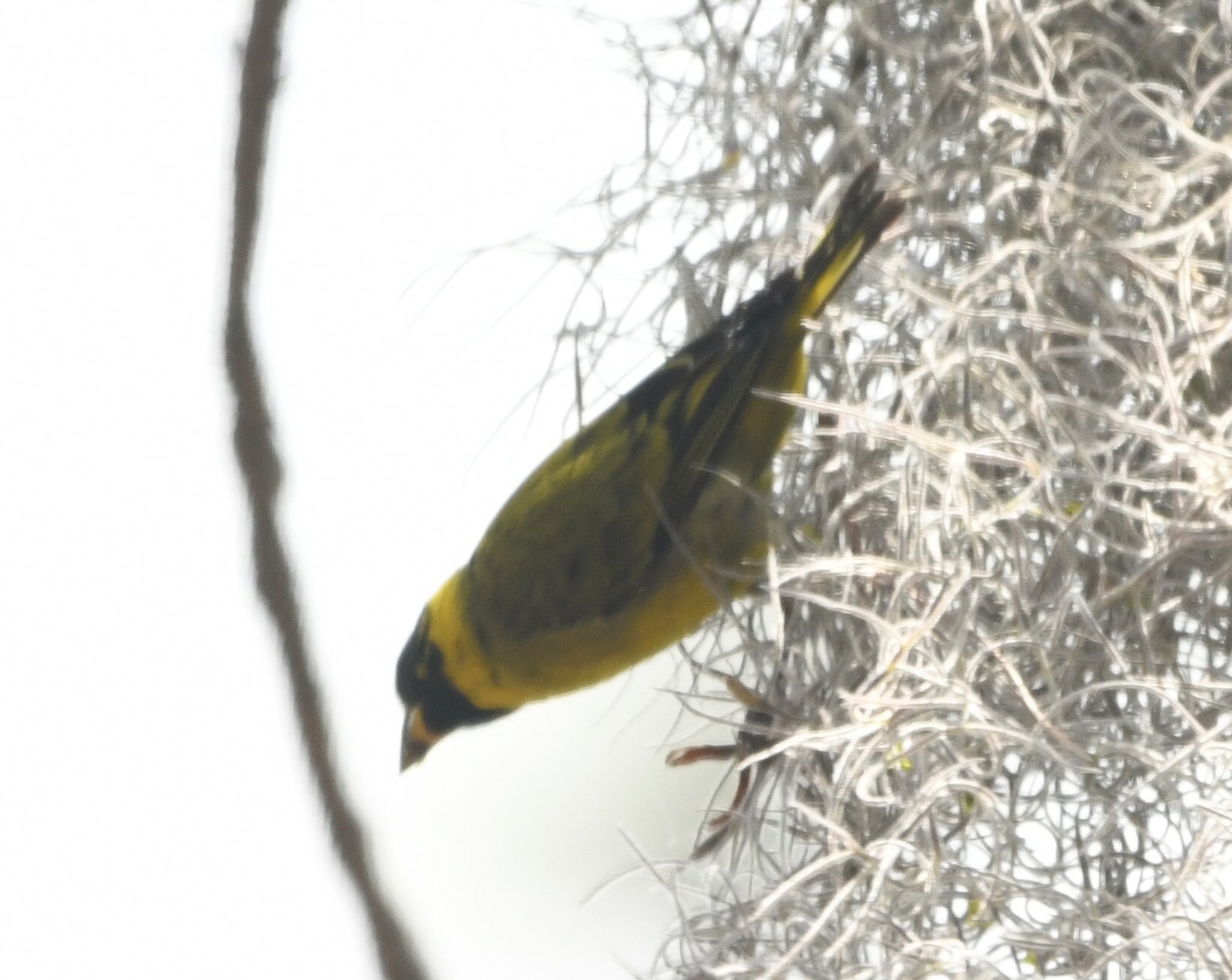 Antillean Siskin (Spinus dominicensis), photo 10