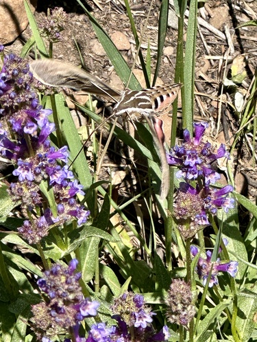 iNaturalist observation photo of White-lined Sphinx