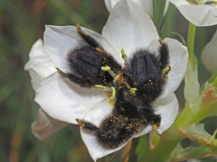Peritrichia cinerea