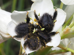 Peritrichia cinerea