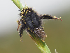 Peritrichia cinerea