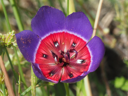 Geissorhiza radians