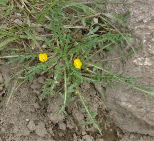 Image of Taraxia breviflora by no rights reserved