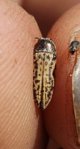 Acmaeodera constricticollis