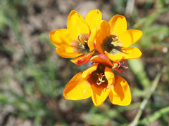 Ixia calendulacea