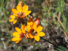 Ixia calendulacea