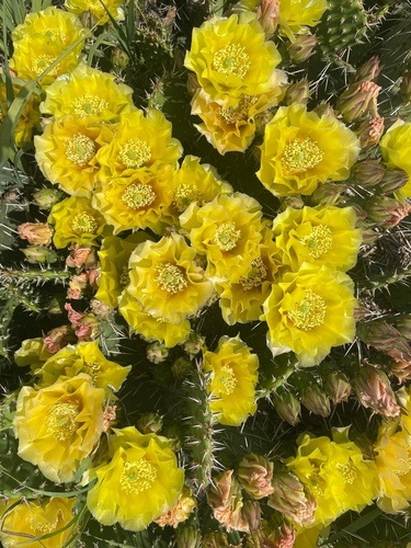 Grassland Pricklypear